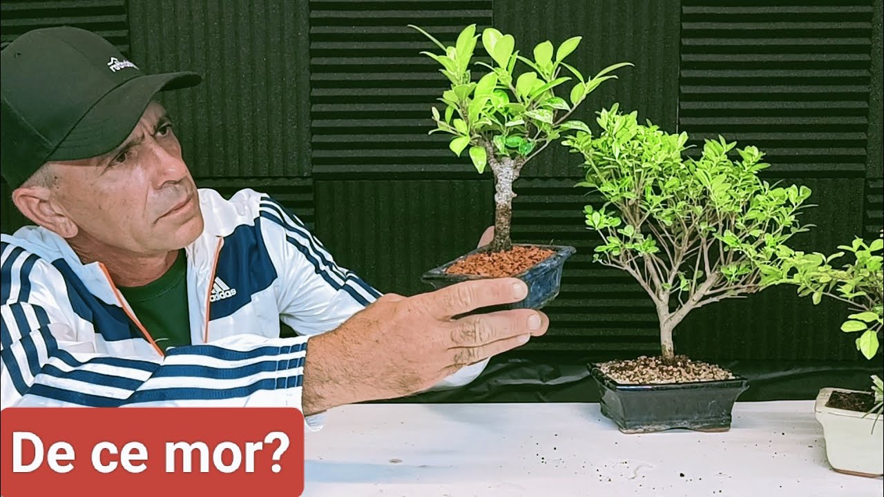 Cum salvez un bonsai ?
