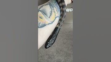 Hexxus my Axanthic Black headed python.           #python #snake #snakevideo #petsnake #reptilelove