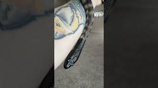 Hexxus my Axanthic Black headed python.           #python #snake #snakevideo #petsnake #reptilelove