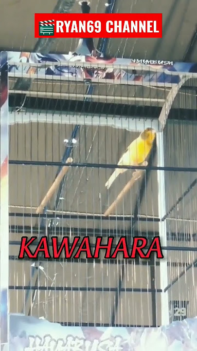 KENARI JUARA STD KECIL‼️GACOR KONSLET DI GANTANGAN‼️ #bird #kicau #kicaumania #burung  #kenari