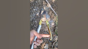 Kéo cắt cành trên cao hiệu quả ít tốn kém