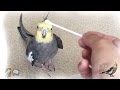【新システム搭載】綿棒で迫られる遊び2nd【オカメインコ】
