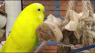 7 hours of budgie sounds for lonely birds