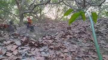 Bẫy gà rừng mùng 9 tết 2020