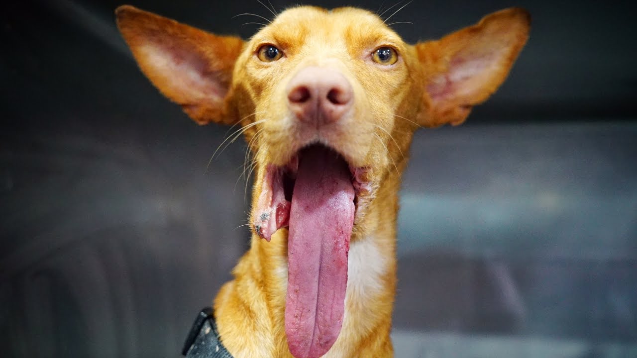 DOG RESCUE LIFE... Behind the scenes at one of the world´s best animal ...