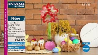 Leaf   Petal Designs 1piece WaxDipped Spring Amaryllis