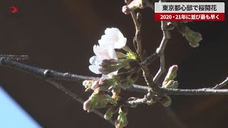 【速報】東京都心部で桜開花 2020、21年に並び最も早く