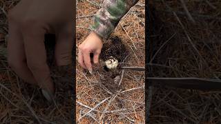 3 girls and the forest. #matsutake #pines #nature #longnails #mushroom #mushroomforaging #foraging