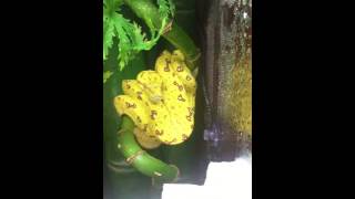 Famous Aru Green Tree Python Net Worth