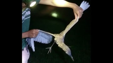 Trai ksor. Bắt chim cút ban đêm