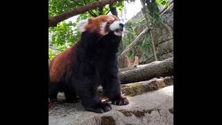Red Panda Moshu Just Wants To Cronch Snacks