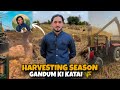 Harvesting Season Machine And Tractor Ready To Work 🌾 Gandum Ki katai Done | Movie Shorts Click ❤️