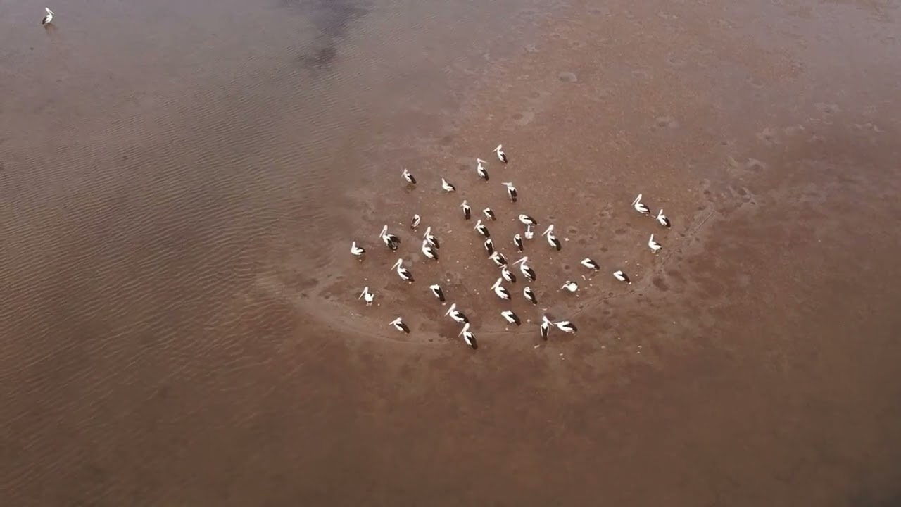 Aerial shot of a group of pelicans near some water