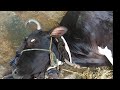 How vet treated  grass tetany buffalo and cows andit's prognosis/grass tetany/ hypomagnesium disease