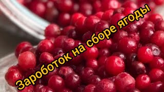 Развитие продолжается, быстрый способ заработать на сборе ягоды, грибов