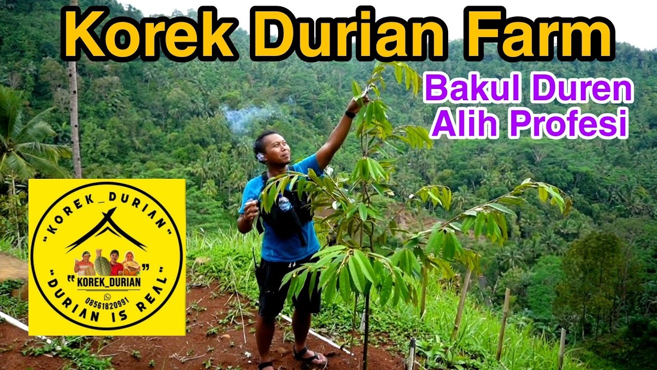 Korek Durian Farm Banyumas, Bakul Duren Berkebun - YouTube