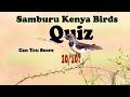 Samburu Kenya Birds Quiz Can You Score 10 10 BirdQuiz BirdIdentification BirdLovers BirdWatching 