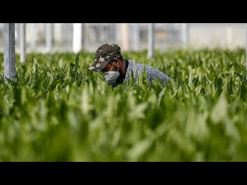 Vídeo: Google Homenageia Trabalhadores Agrícolas Por Coronavírus