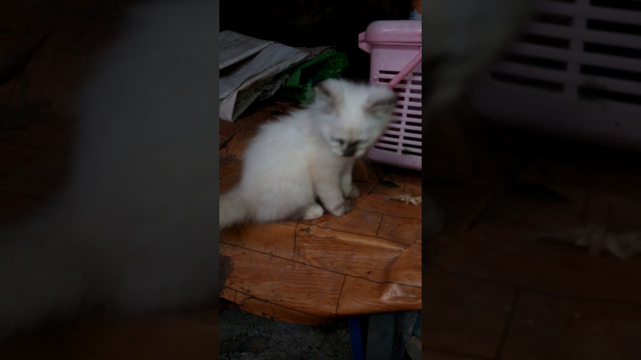 kitten himalaya - YouTube