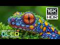 Ultimate OLED HDR 16K Nature & Animals | Dolby Vision 120FPS