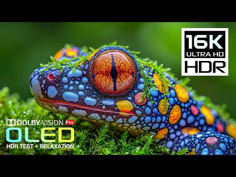 BEST OLED HDR Perfection 16K Nature Animals Dolby Vision 120FPS 8K/4K ULTRA HD TV