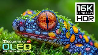 BEST OLED HDR Perfection | 16K Nature Animals | Dolby Vision 120FPS (8K/4K ULTRA HD TV) screenshot 1