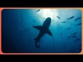 The Incredible Untold Story Of Shark Reef (Shark Documentary) | Of Shark And Man | Real Wild