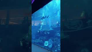 Water World, Dubai Mall #worldexplorer #dubai #dubaimall #uae #aquarium