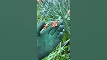 Should you dead head daffodils 🌼….YES. #tips #daffodils #shorts #deadhead #plants #bulbs
