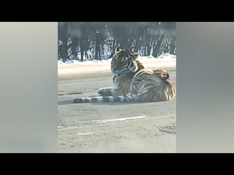 Амурского тигра сбила машина на трассе в Хабаровском крае