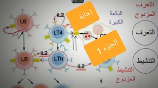 الإجابة النموذجية لتمرين المناعة المقترح، دور البروتينات في سيرورة الإستجابة المناعية النوعية.