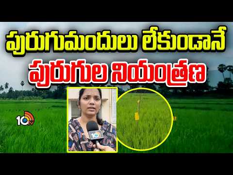 Pest Control Without Pesticides | పురుగుమందులు లేకుండానే పురుగుల నియంత్రణ | Matti Manishi | 10TV - 10TVNEWSTELUGU