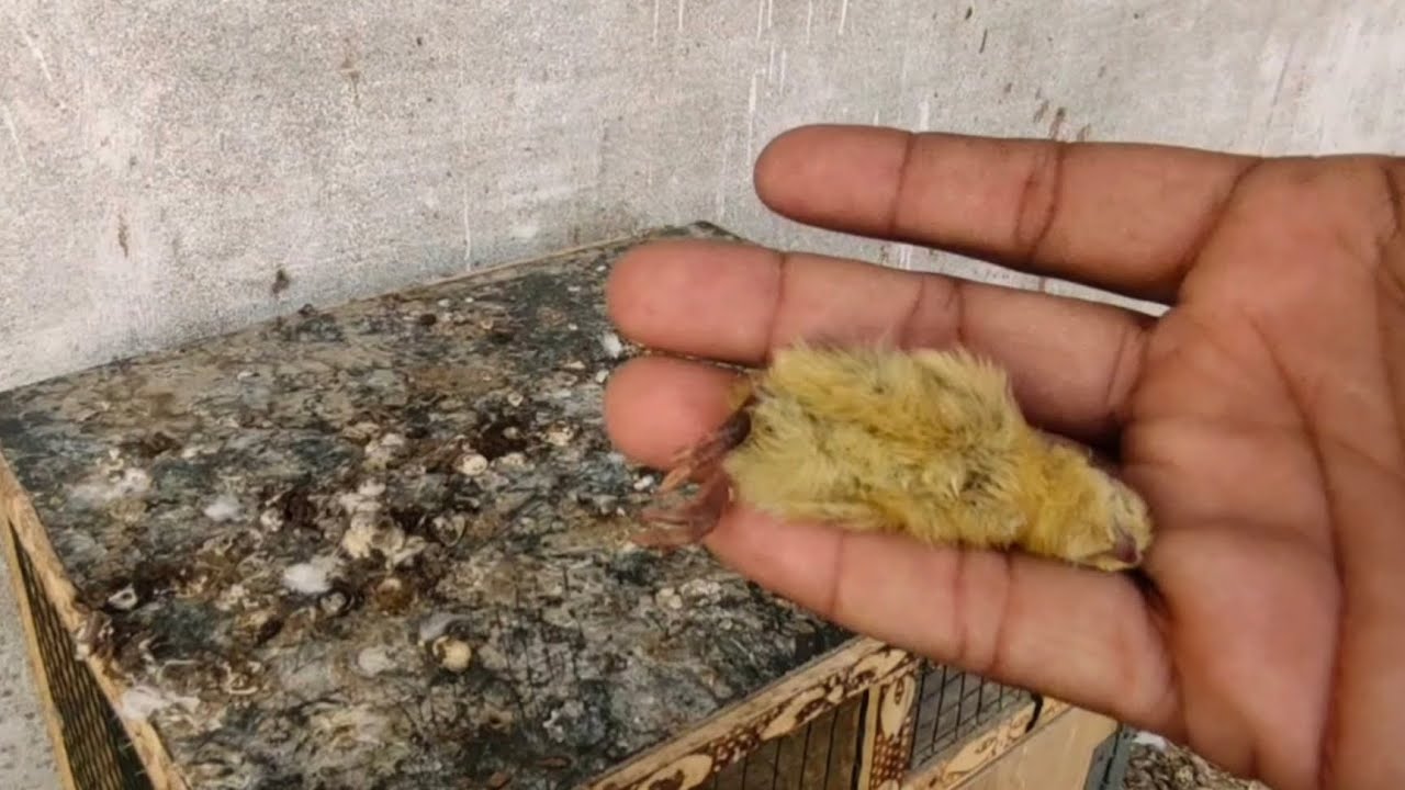 Today My Beloved Quail Baby Died 😭 Sad News For Birds Lover Pets