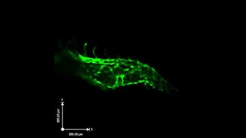 Blood vessel development in the zebrafish embryo - Courtesy of LMP Prof. Jason Fish