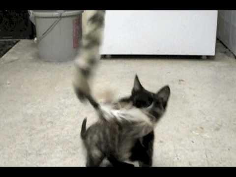 Playful Little Sweet Pea