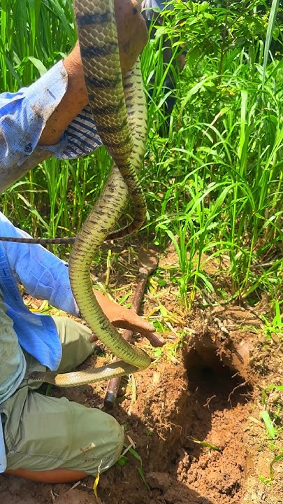 Dig a hole to catch a snake #cobra #snakes #snakehunting - YouTube