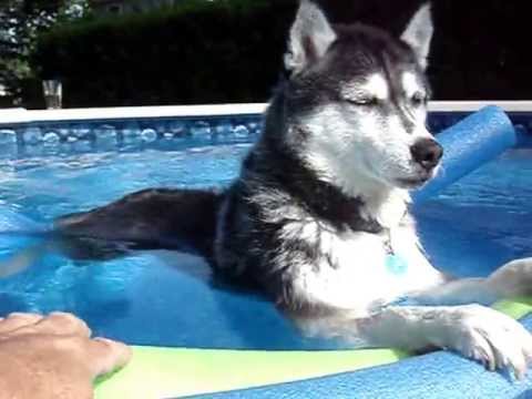 husky swimming pool