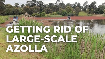 Getting Rid of Large-Scale Azolla from a Dam or Lake