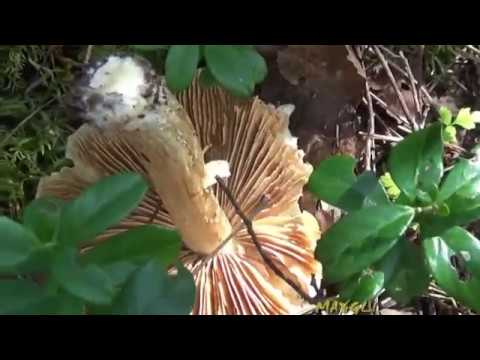 Грибы в лесу.  Паутинники.