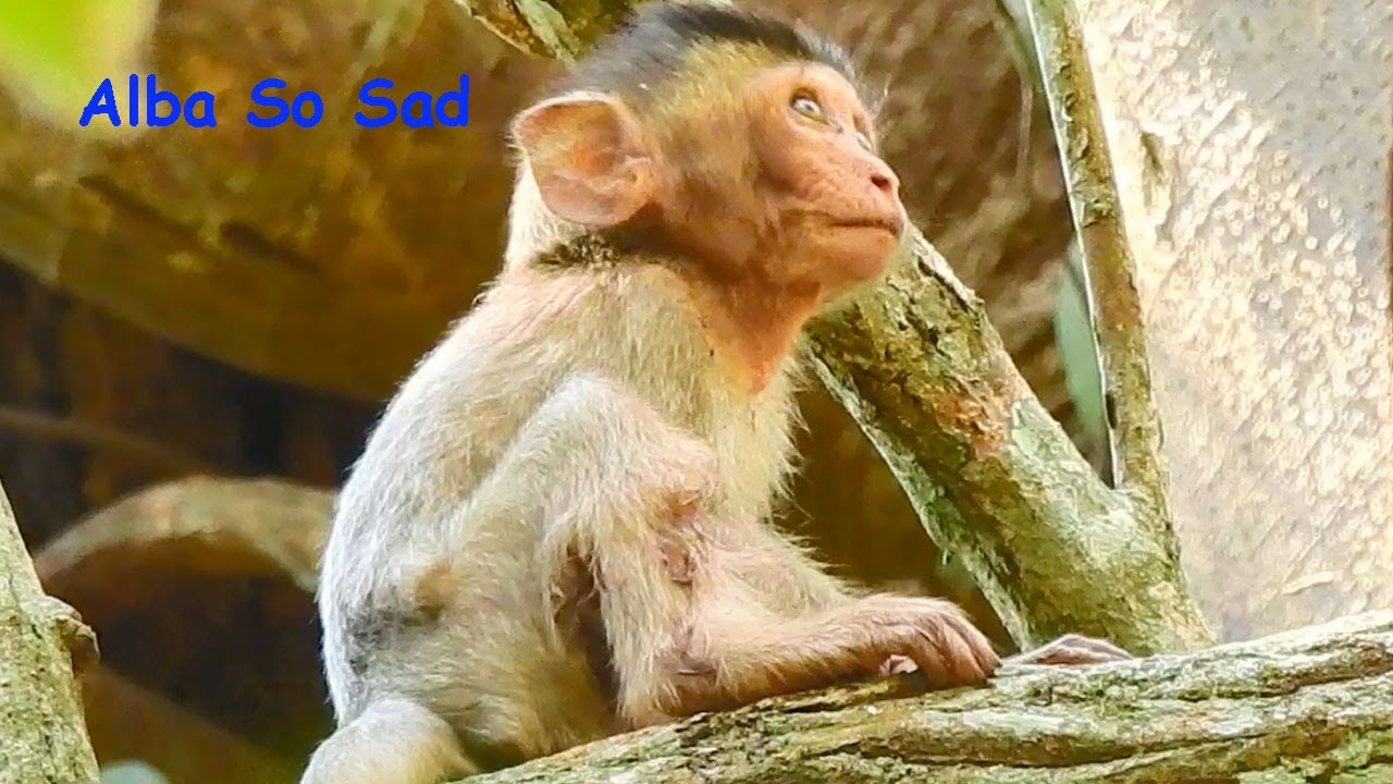 Baby Monkey Alba  Got Hurt Her Leg,Even Getting Better But Still Deep Wound On Leg