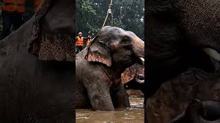 Guardians Of The Forest How You Can Help Rescued Elephants Thrive