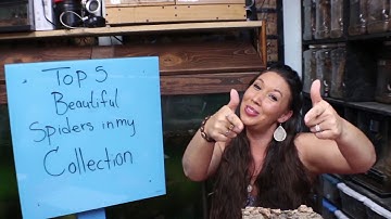 Top 5 Beautiful Spiders in The Deadly Tarantula Girls