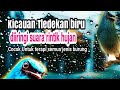 Terapi Air Hujan Diselingi Kicauan Syahduu Untuk Semua Burung Mp3 - Mp4 Download