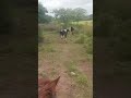 #sabiadocampo #mercadoagricola #fazenda #pecuarista #agriculturaregenerativa