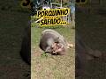 #porco #pig #sitio #rural