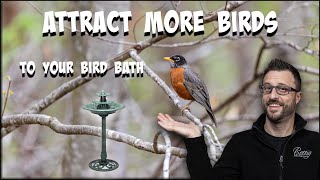 Attract More Birds to Your Birdbath with ONE Simple Addition!