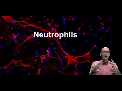 What are neutrophils and what do they do? (part 1)