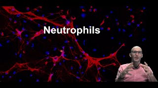 What are neutrophils and what do they do? (part 1)