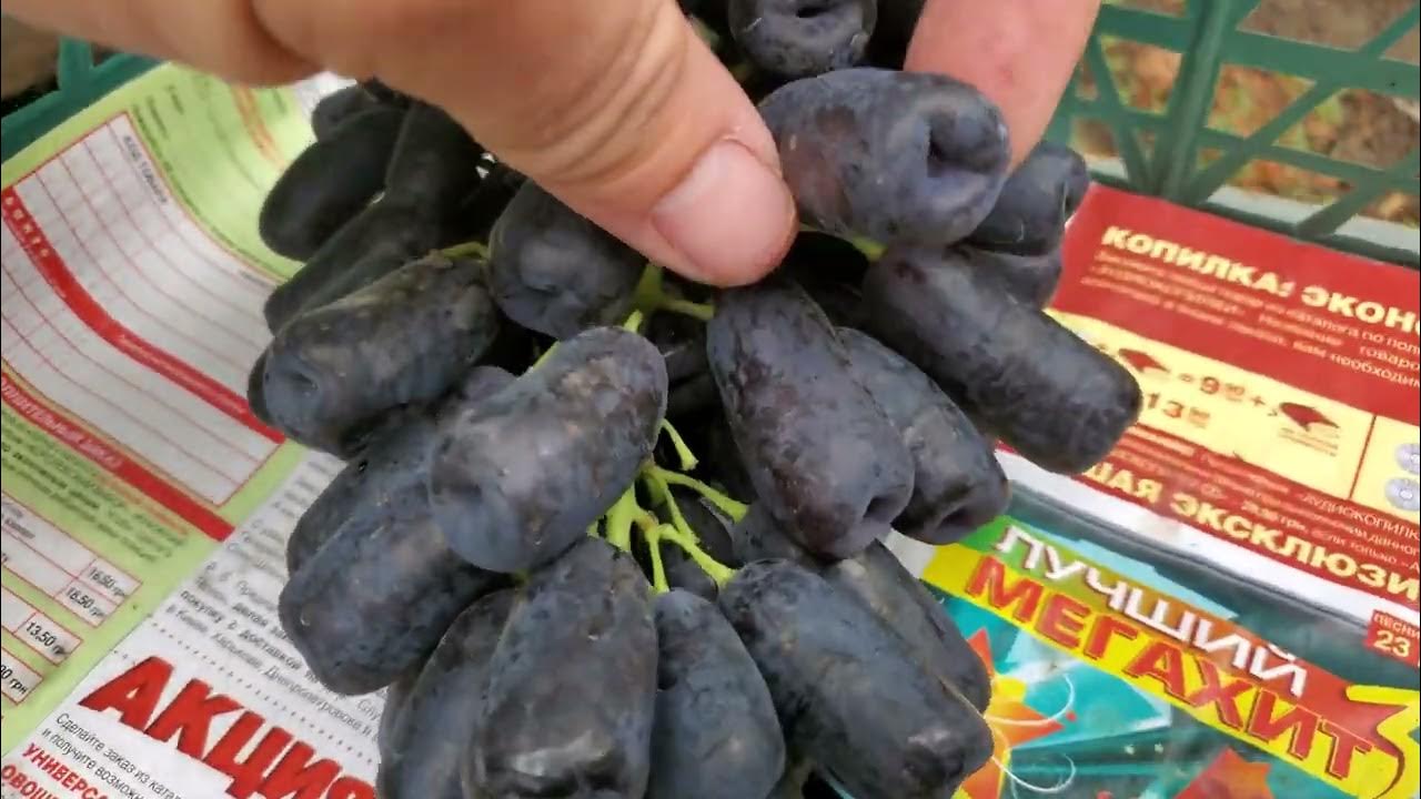 Виноград к-ш АВАТАР, к-ш РАТАТУЙ та к-ш ЛАМБОРДЖИНІ . - YouTube