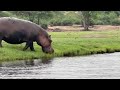 Chobe River, Botswana, Hippo  2022